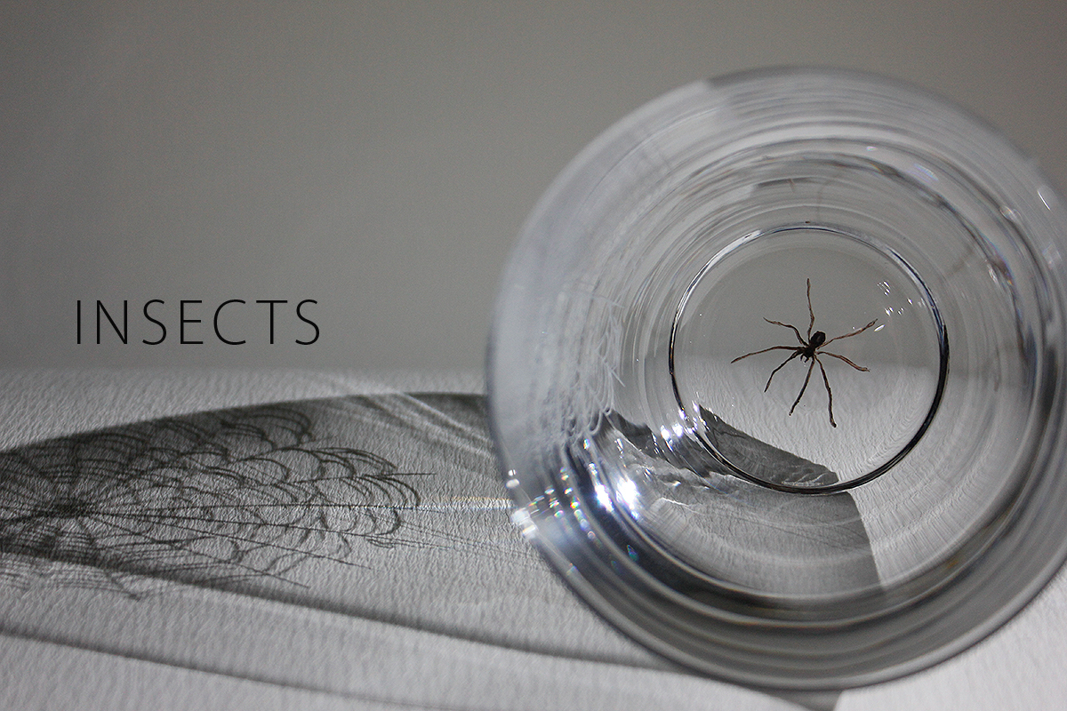 INSECTS series
